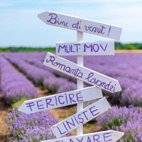 Hai cu noi la Romanta Lavandei! - Terapie pentru trup si suflet